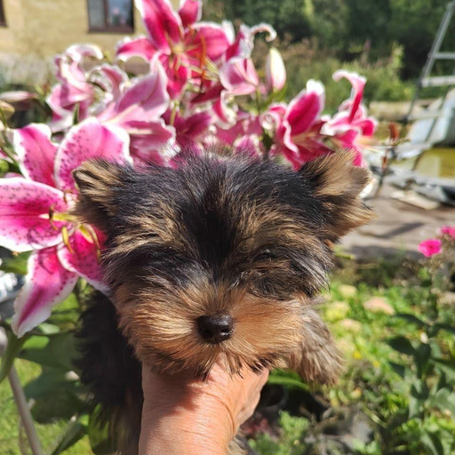 Изображение питомца