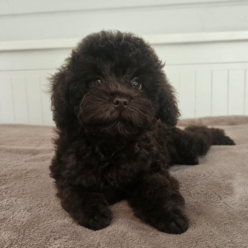 Изображение питомца