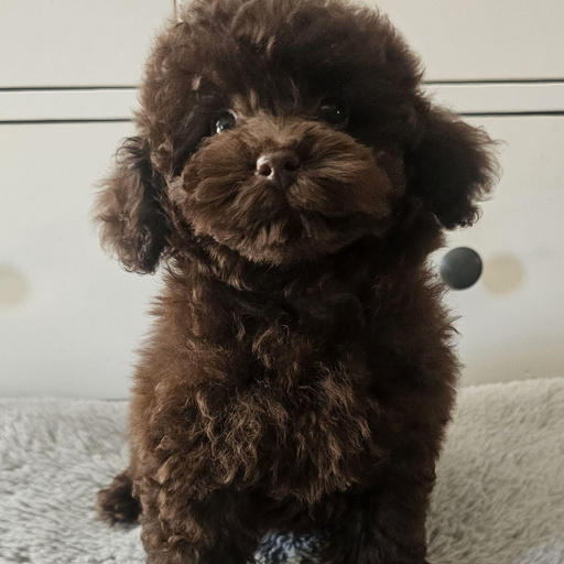 Изображение питомца