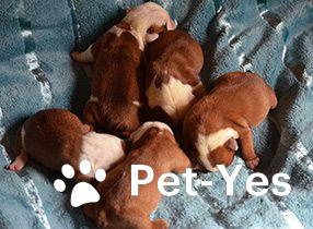 Изображение питомца