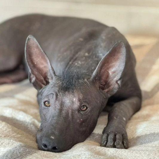 Изображение питомца