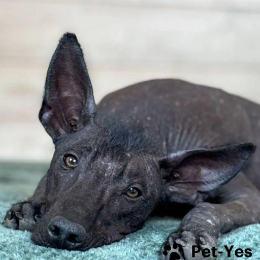 Изображение питомца