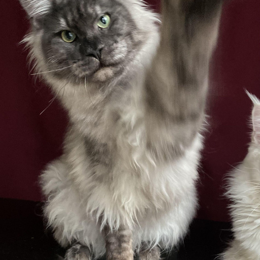 Изображение питомца