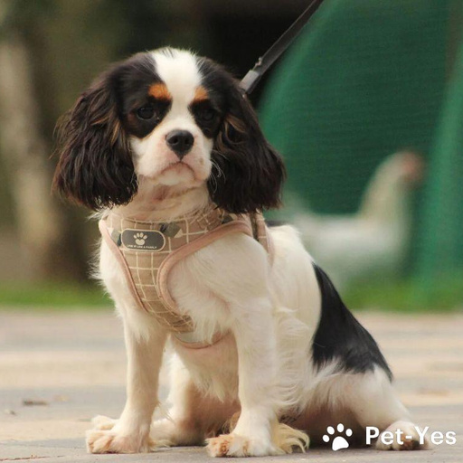 Изображение питомца