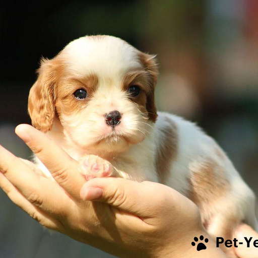 Изображение питомца