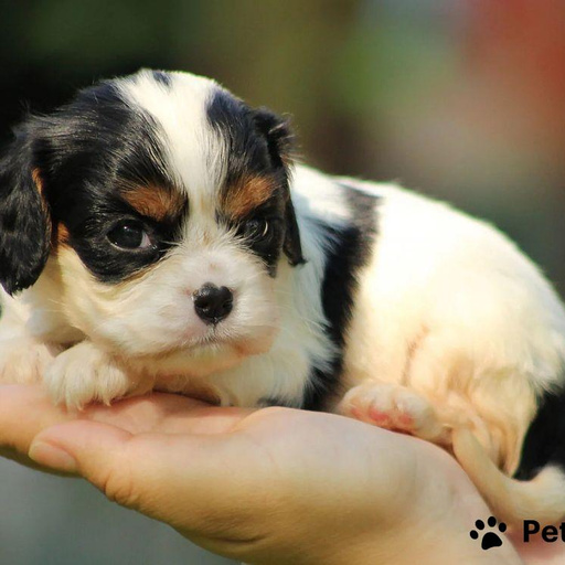 Изображение питомца