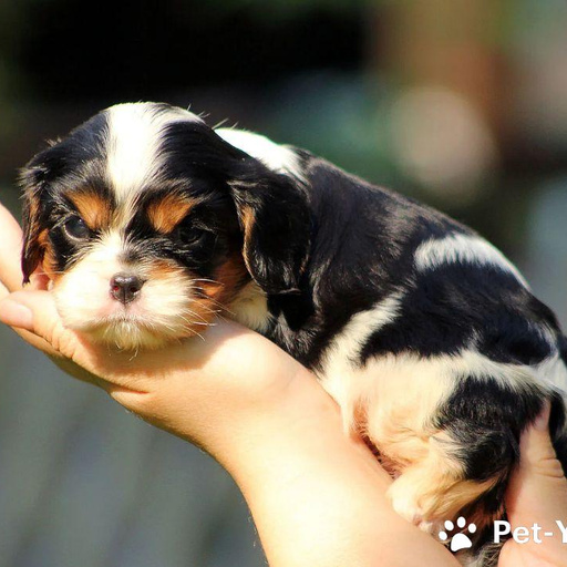 Изображение питомца