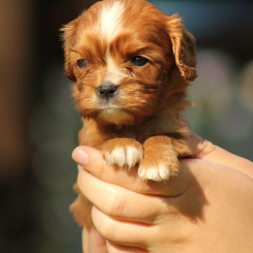 Изображение питомца