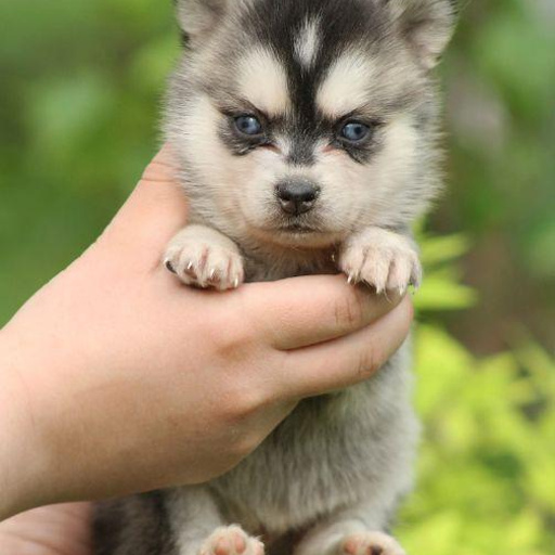 Изображение питомца