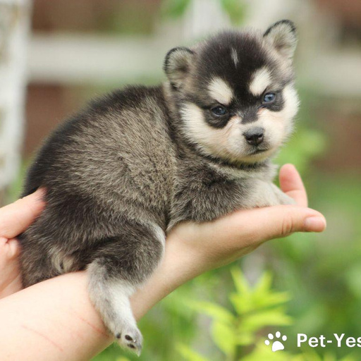 Изображение питомца