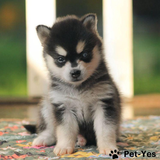 Изображение питомца