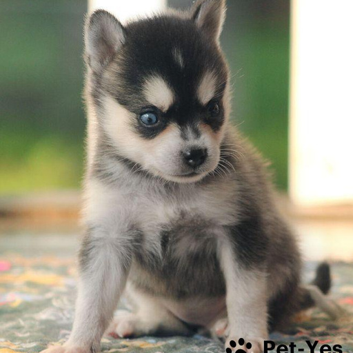 Изображение питомца