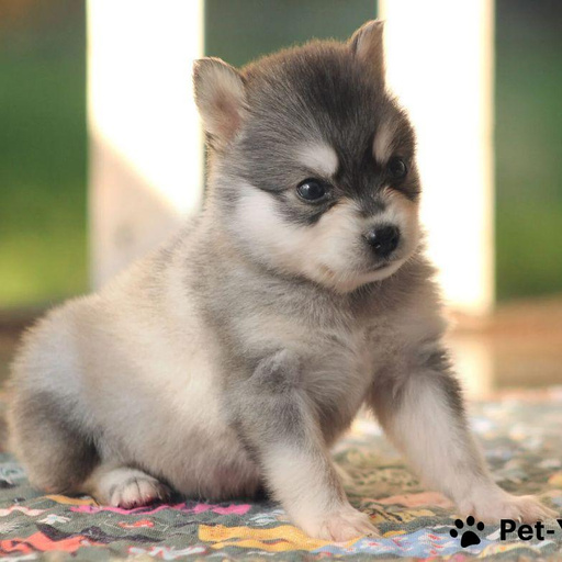 Изображение питомца