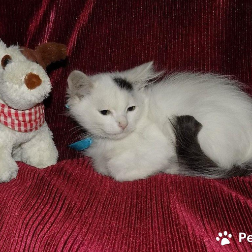 Изображение питомца