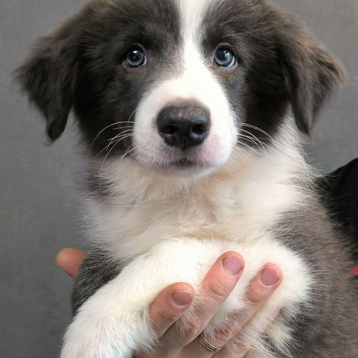 Изображение питомца