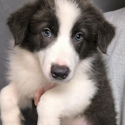 Изображение питомца