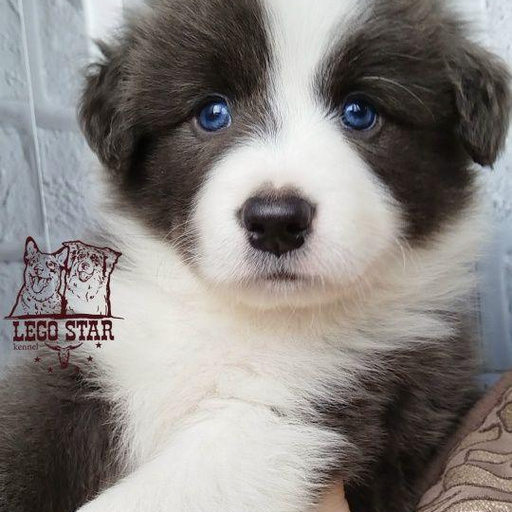 Изображение питомца