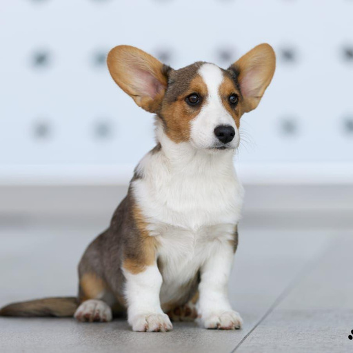 Изображение питомца