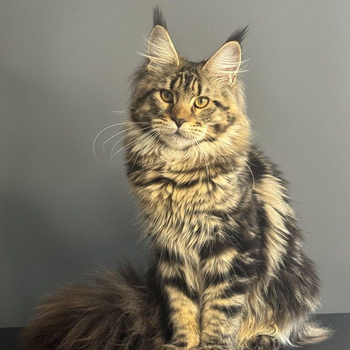 Изображение питомца