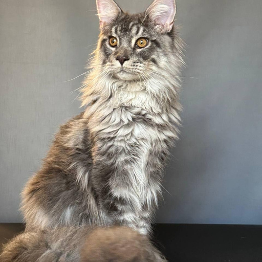 Изображение питомца