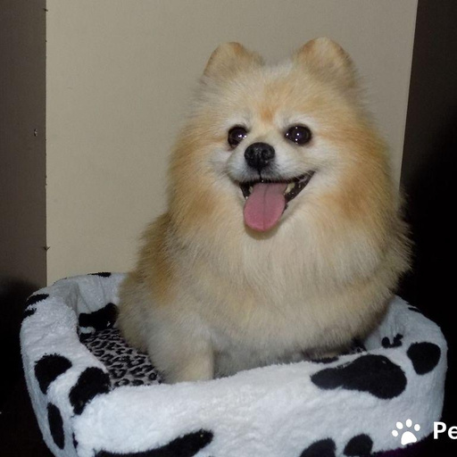 Изображение питомца