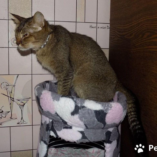 Изображение питомца