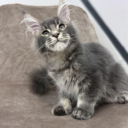 Изображение питомца