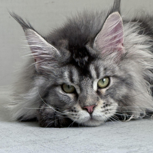 Изображение питомца