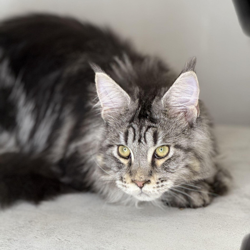 Изображение питомца