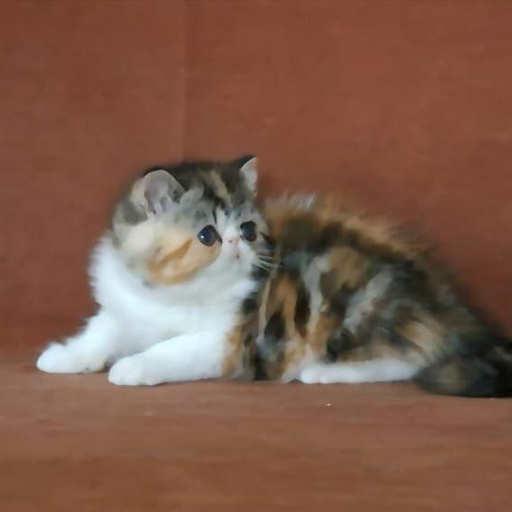 Изображение питомца