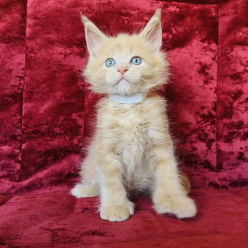 Изображение питомца