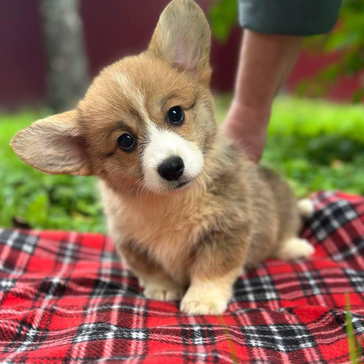 Изображение питомца