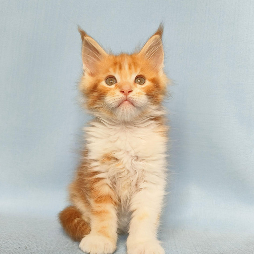 Изображение питомца