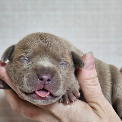 Изображение питомца