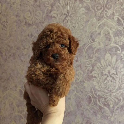 Изображение питомца