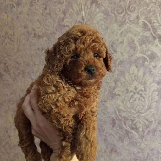 Изображение питомца