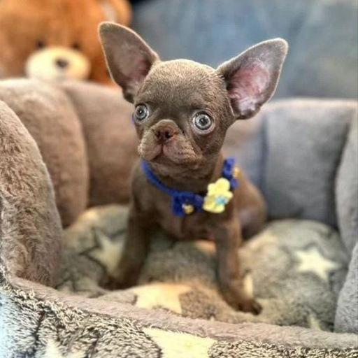 Изображение питомца