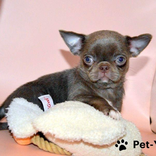 Изображение питомца