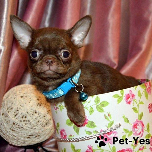 Изображение питомца