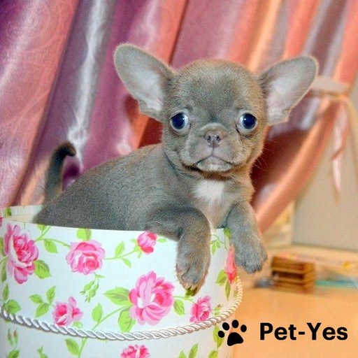 Изображение питомца