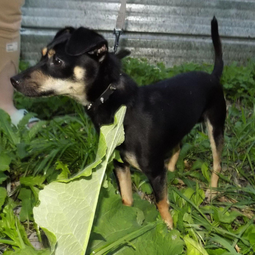 Изображение питомца