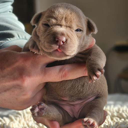 Изображение питомца