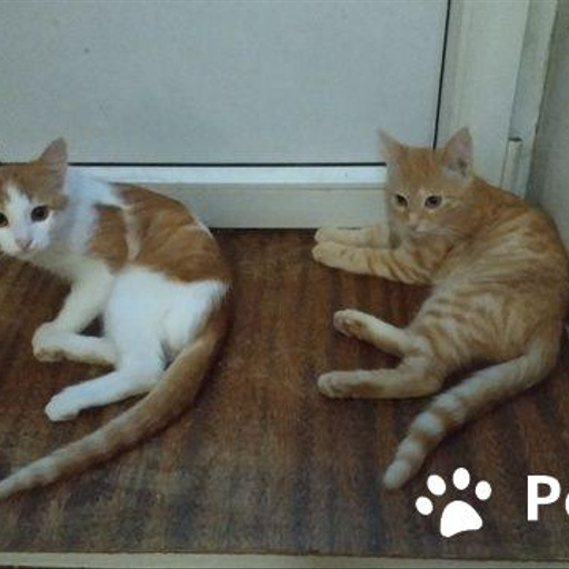 Изображение питомца