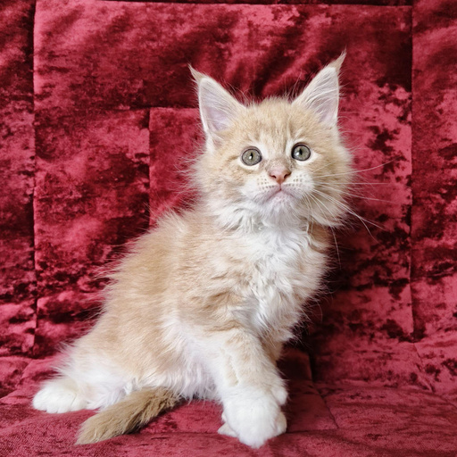 Изображение питомца