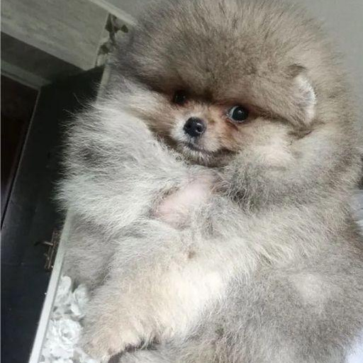 Изображение питомца