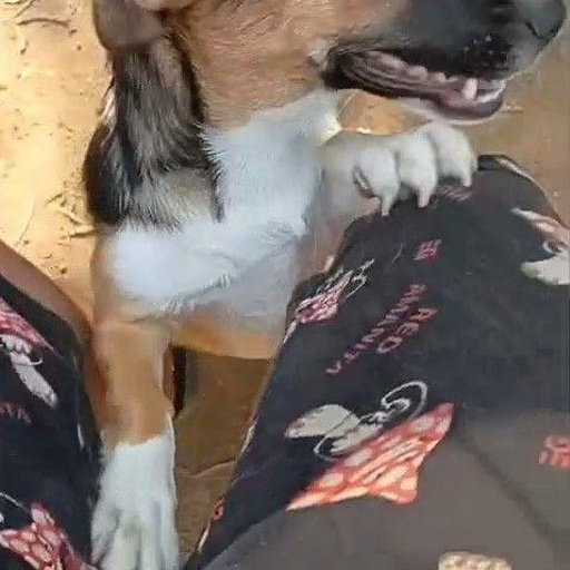 Изображение питомца