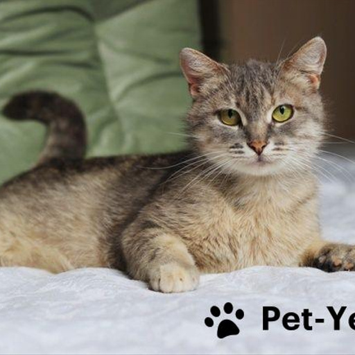 Изображение питомца