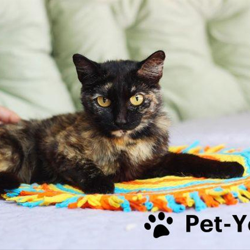 Изображение питомца