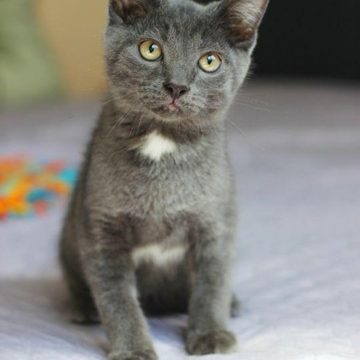 Изображение питомца