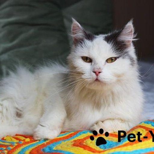 Изображение питомца